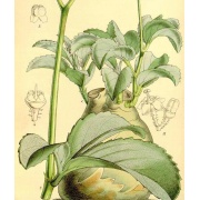 Cyphostemma quinatum
