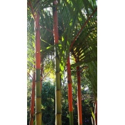 Cyrtostachys lakka - Woskowa palma