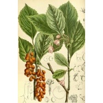Cytryniec chiński  - Schisandra chinensis