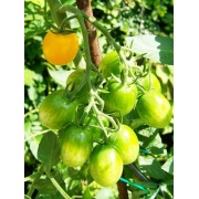 Cytrynowy pomidor - Lemon plum