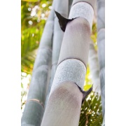Dendrocalamus strictus - Czarny bambus