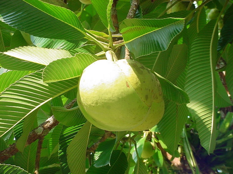 Dillenia Indica - Słoniowe Jabłko