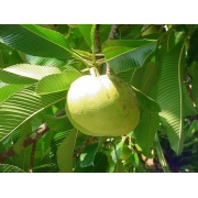 Dillenia Indica - Słoniowe Jabłko
