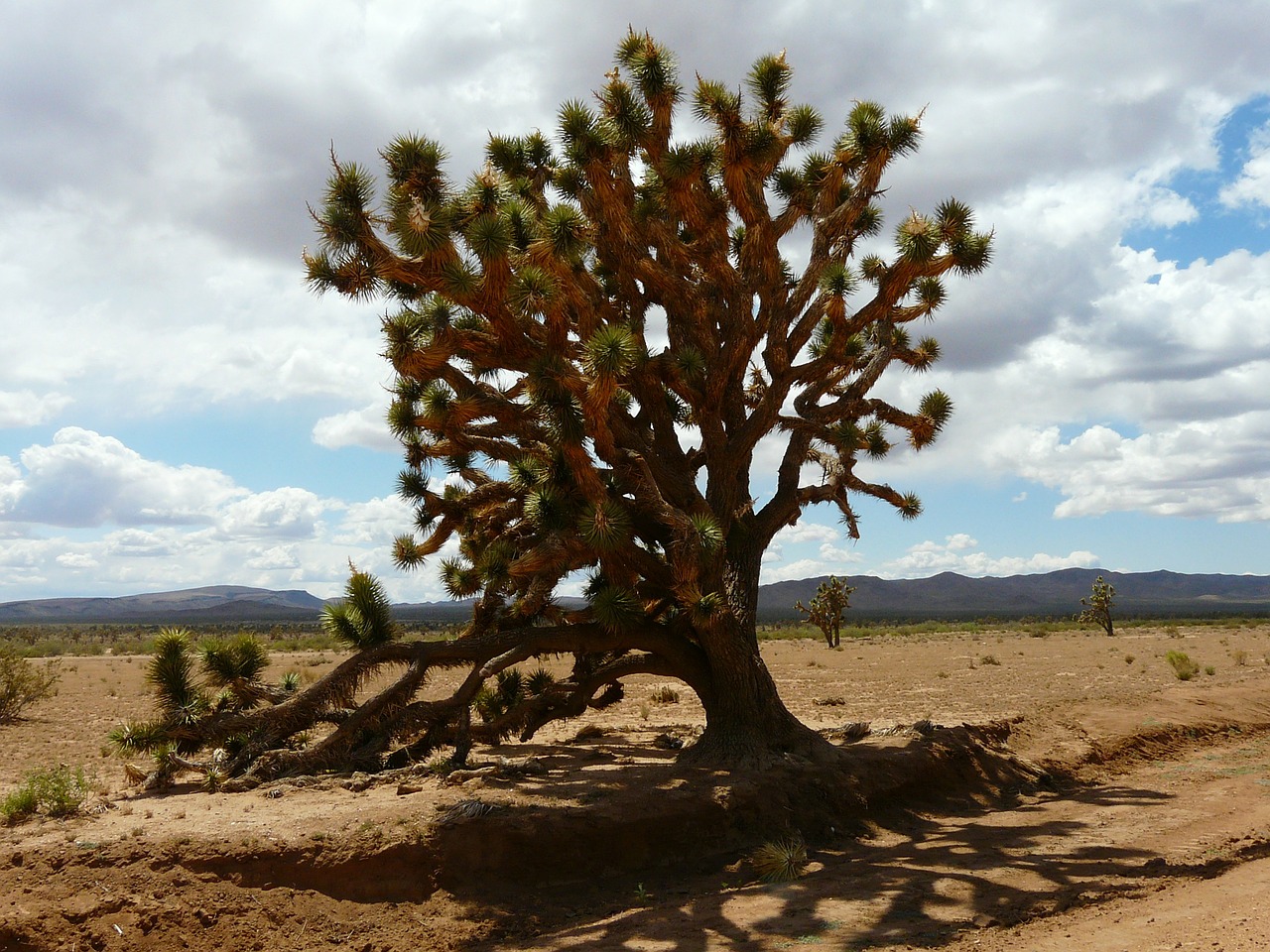 Drzewo Jozuego - Yucca brevifolia