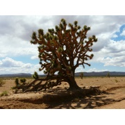 Drzewo Jozuego - Yucca brevifolia