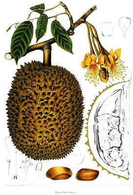 Durian - Zabójczy owoc