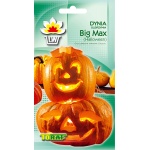 Dynia Big Max - Halloween