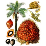 Elaeis Guineensis - Palma Olejowa