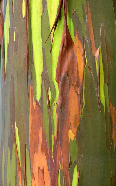 Eucalyptus deglupta - Tęczowy