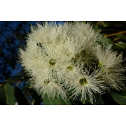 Eukaliptus cinerea -  Corymbia citridora