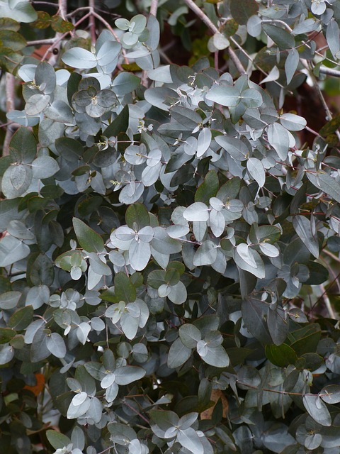 Eukaliptus Gunnii - Eukaliptus Niebieski