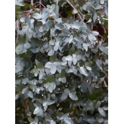 Eukaliptus Gunnii - Eukaliptus Niebieski