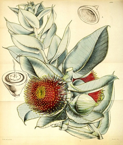 Eukaliptus Macrocarpa