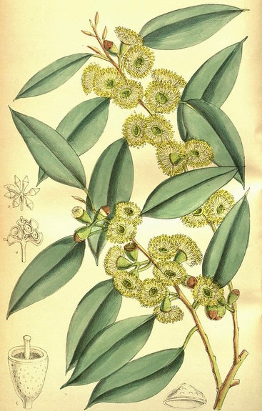 Eukaliptus woodwardii 