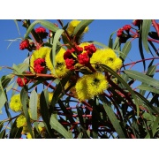 Eukaliptusa erythrocorys - Tęczowe kwiaty