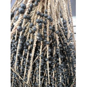 Euterpe oleracea - palma Acai