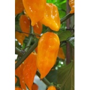 Fatali żółta - papryka chili
