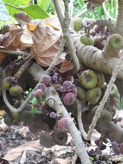 Ficus auriculata - Słoniowa figa