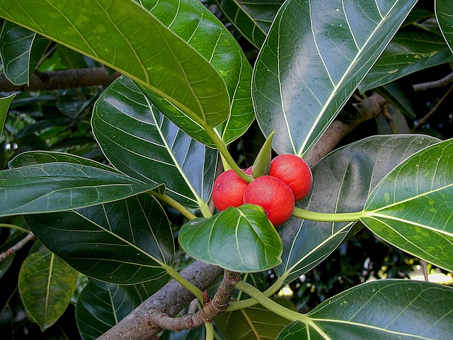 Ficus benghalensis - Figowiec bengalski