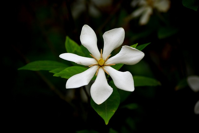 Gardenia cornuta