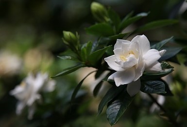 Gardenia jasminoides - jaśminowata