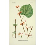 Grujecznik japoński - Katsura - Cercidiphyllum