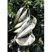 Gymnocladus - Kentucky Coffee tree