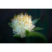 Haemanthus albiflos - Krasokwiat