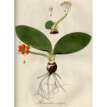 Haemanthus albiflos - Krasokwiat