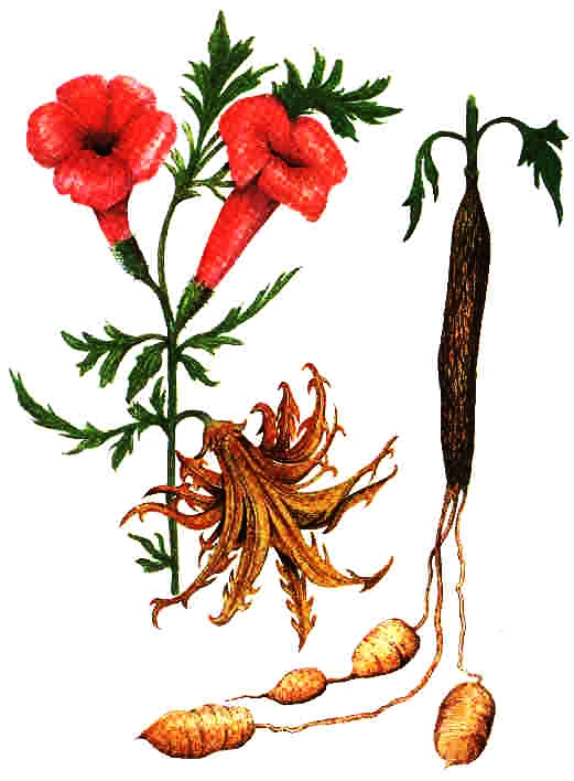 Harpagophytum procumbens - Pazur Diabła