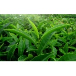 Herbata Chińska - Camellia Sinensis