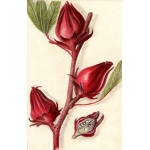 Hibiscus sabdariffa - Ketmia szczawiowa