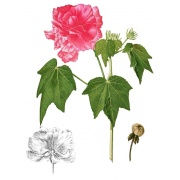 Hibiskus mutabilis - Róża konfederatów
