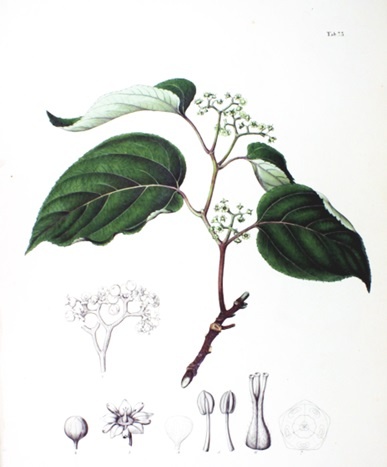Hovenia dulcis - Drzewo rodzynkowe