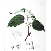 Hovenia dulcis - Drzewo rodzynkowe