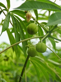 Jatropha curcas - Physic Nut