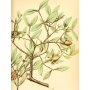 Jojoba - Simmondsia chinensis