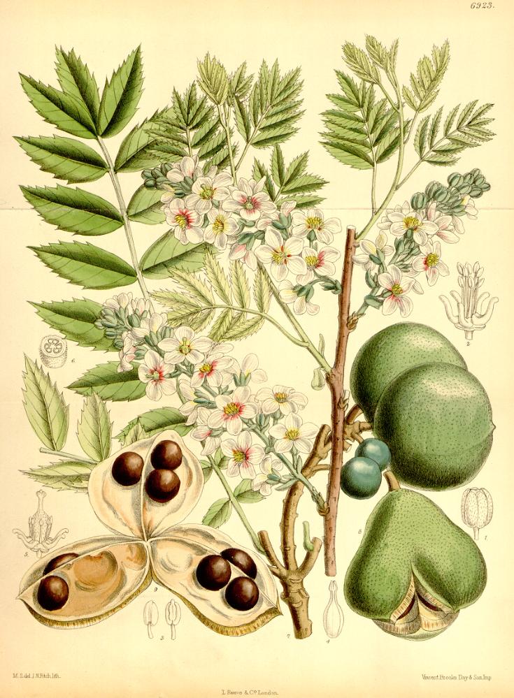 Kasztanek - Xanthoceras sorbifolium