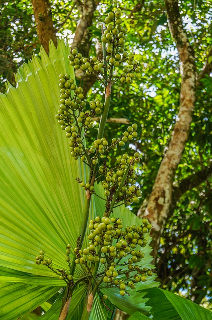 Licuala spinosa - Mangrova palma