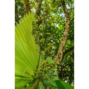 Licuala spinosa - Mangrova palma
