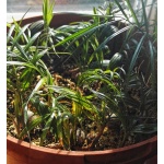 Lytocaryum weddellianum - Mini Palma Kokosowa