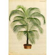Lytocaryum weddellianum - Mini Palma Kokosowa