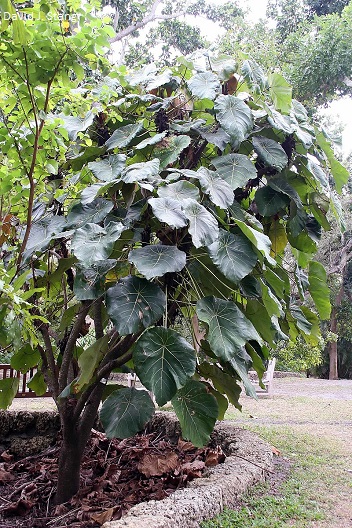 Macaranga grandifolia - Drzewo Nasturcji