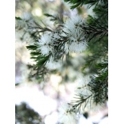 Melaleuca linariifolia - Niedźwiedzie drzewo perfumowe