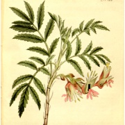 Melianthus comosus - Miodowy Kwiat
