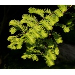 Metasequoia glyptostroboides - Metasekwoja chińska