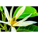 Michelia champaca - Drzewo perfum  
