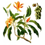 Michelia champaca - Drzewo perfum  