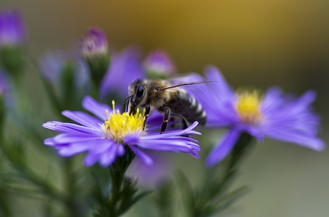 Mieszanka przyciągająca pszczoły