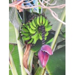 Musa acuminata - Banan karłowy